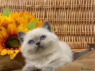 British Shorthair cats RARE SEAL LYNX PURE BRED BSH TEDDY BEARS - Advert 15