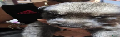 Shepsky Puppy 6