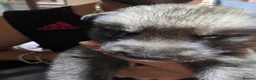 Shepsky dogs for sale: 9 shepsky puppies  - Advert 16
