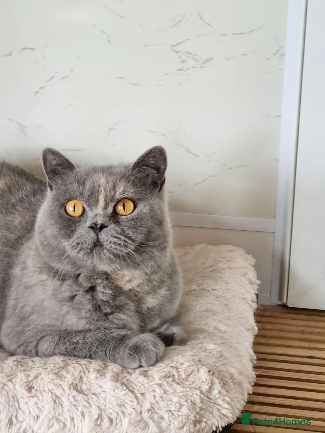 British Shorthair cats for sale: British Shorthair girl.  - Advert 13
