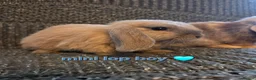 Mini Lop rabbits for sale: 8 week old very tame mini lop boys - Advert 7