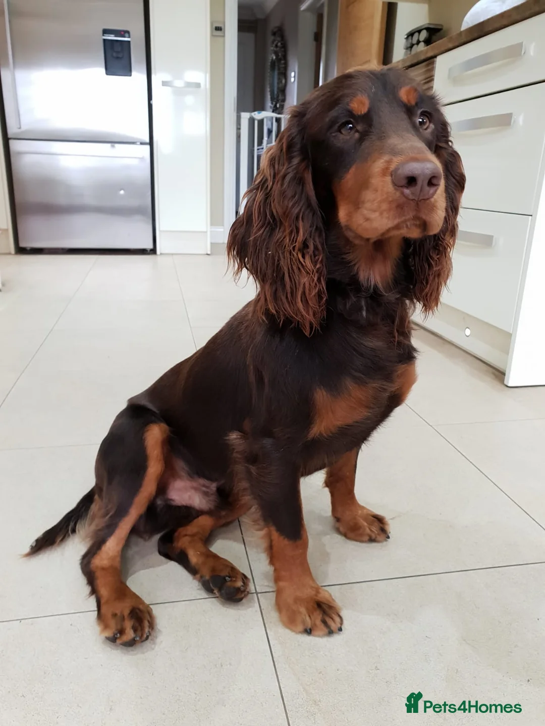 Cocker Spaniel dogs for stud: Proven Stud - Working Cocker Spaniel in Middlewich - Advert 7