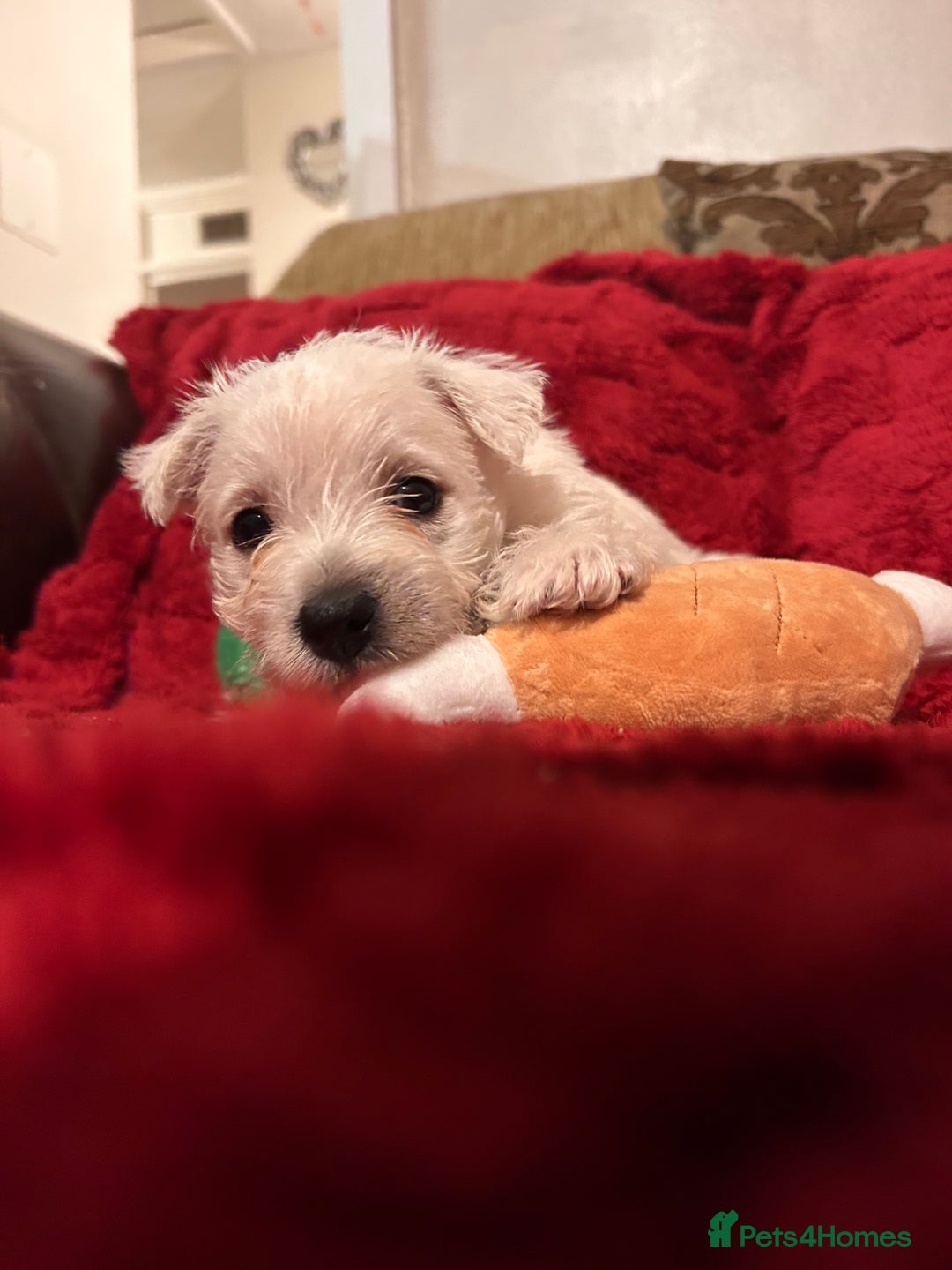 West Highland Terrier dogs for sale: West highland puppies - Advert 40