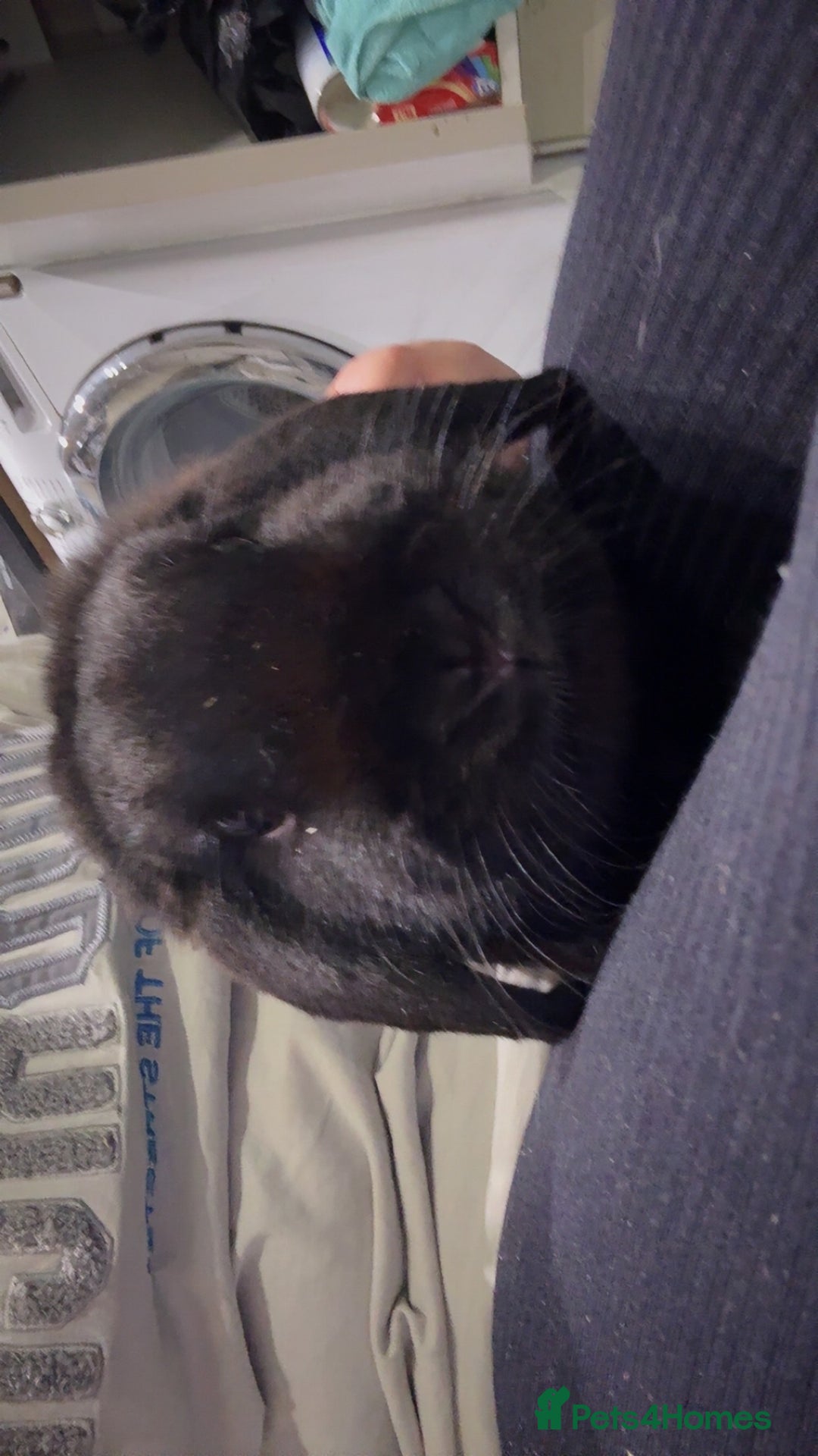 French Lop rabbits for sale: 2 beautiful rabbits for free-ASAP - Image 7