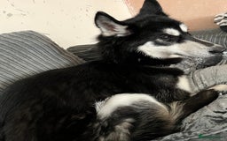 Siberian Husky dogs for sale: Siberian husky - Image 2