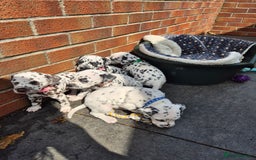 Dalmatian dogs for sale: 💙last LUA boy 💙 KC reg - Image 19