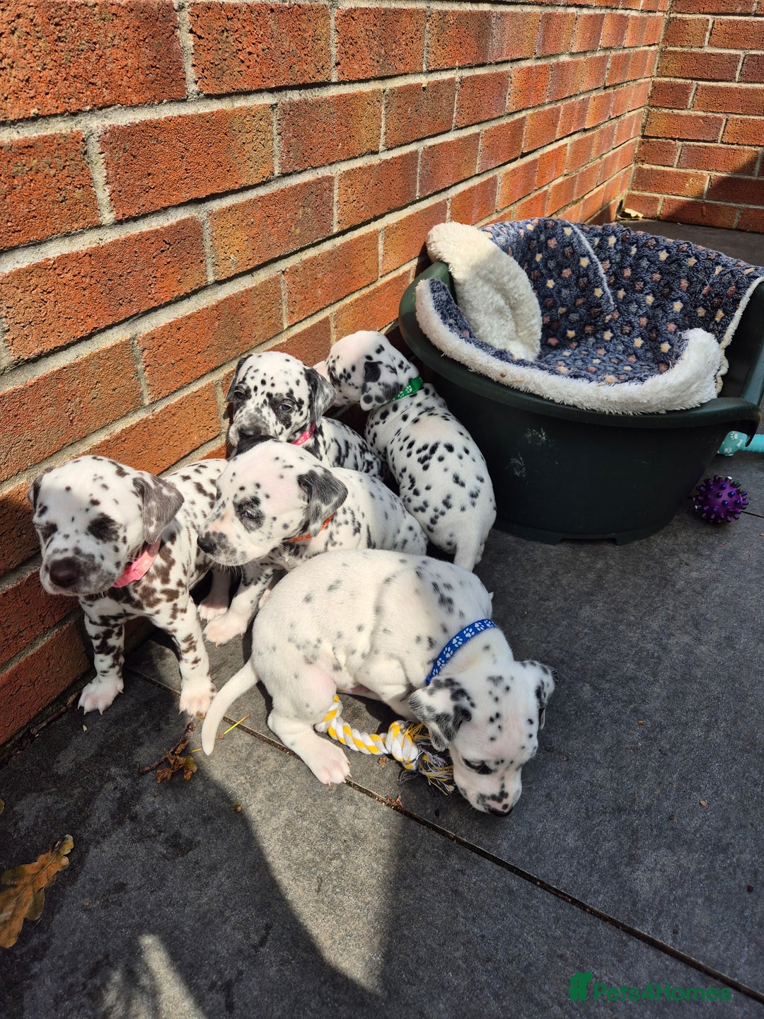 Dalmatian dogs for sale: 💙last LUA boy 💙 KC reg - Image 19