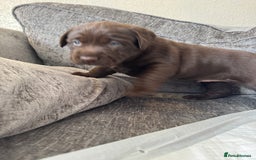 Labrador Retriever dogs for sale: Labradors Chunky chocolate x2 males  - Image 7