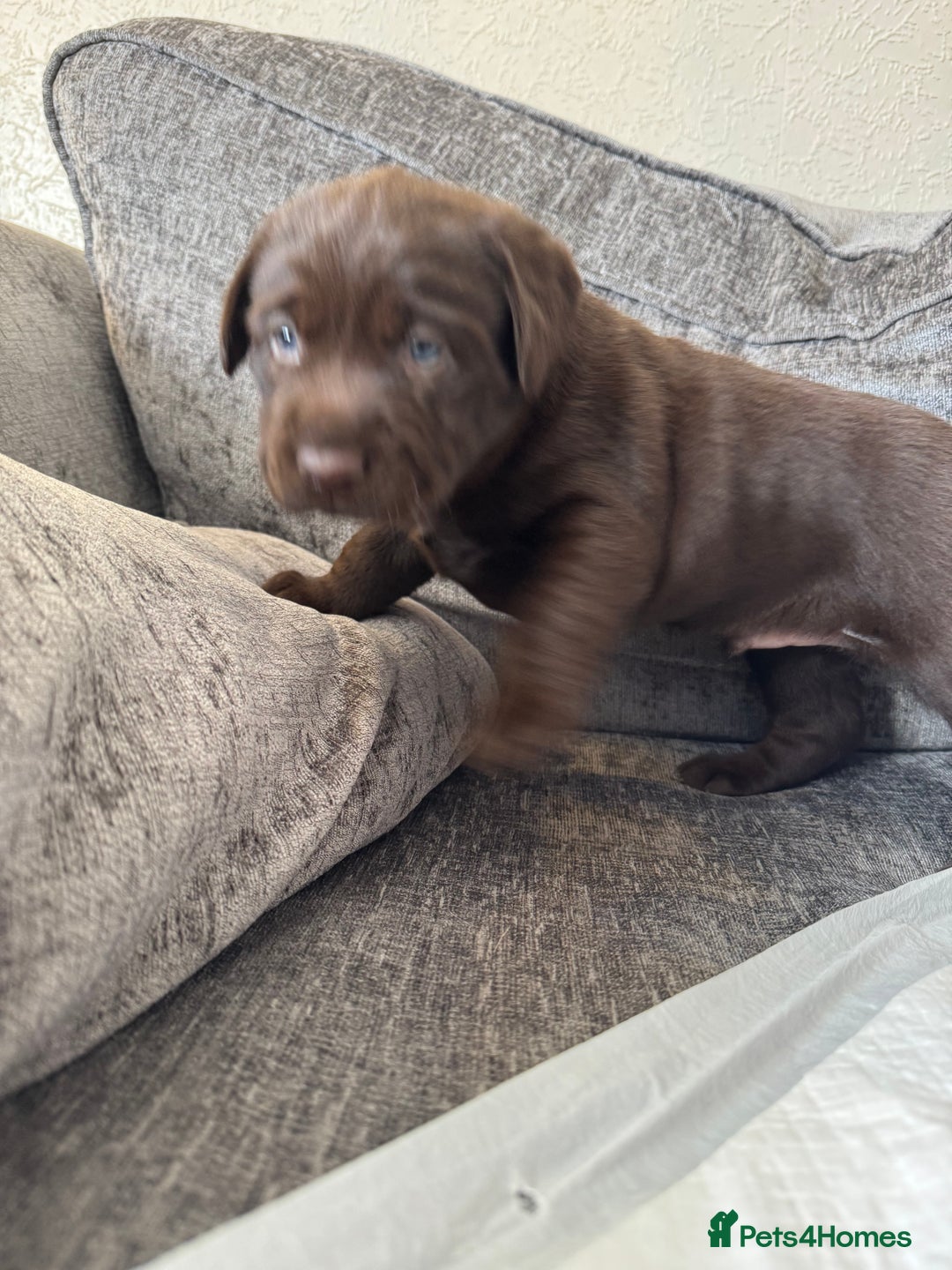 Labrador Retriever dogs for sale: Labradors Chunky chocolate x2 males  - Image 7