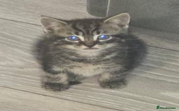 Mixed Breed cats for sale: 5 months kittens for sale - Image 2