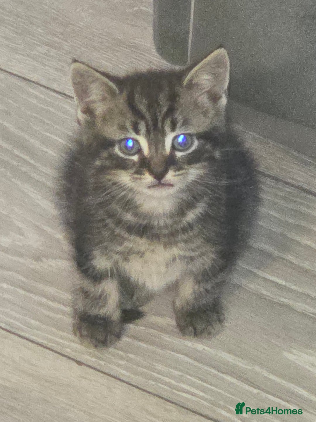 Mixed Breed cats for sale: 5 months kittens for sale - Image 2