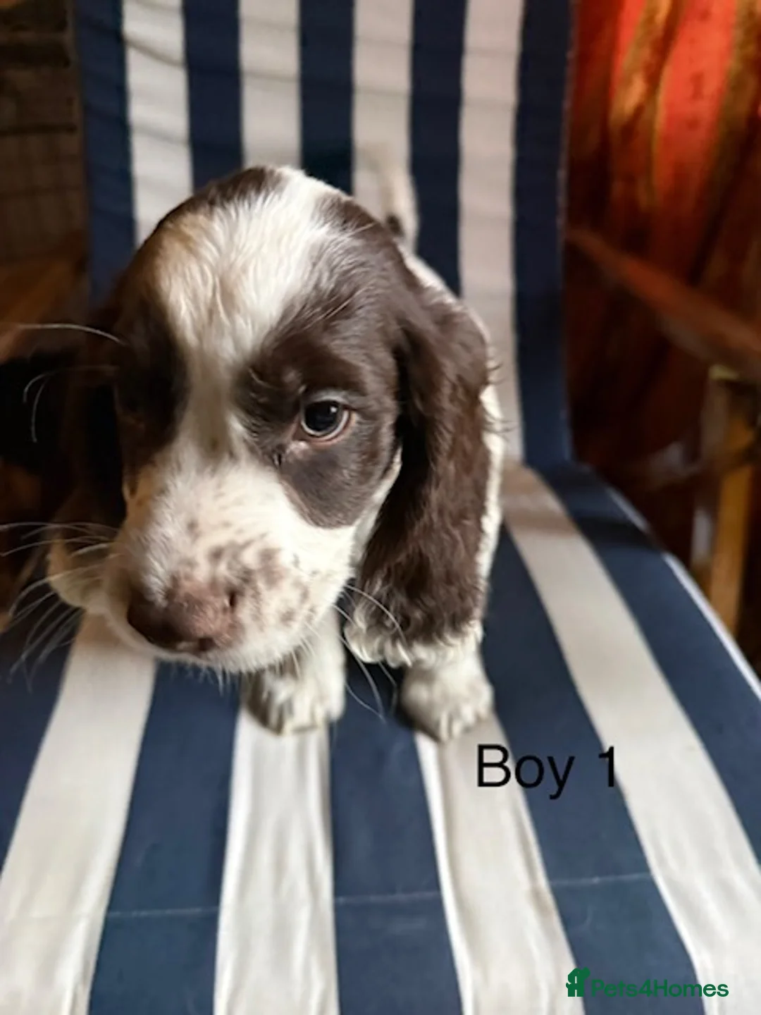 English Springer Spaniel dogs for sale: Springer Spaniel Puppies - Advert 15