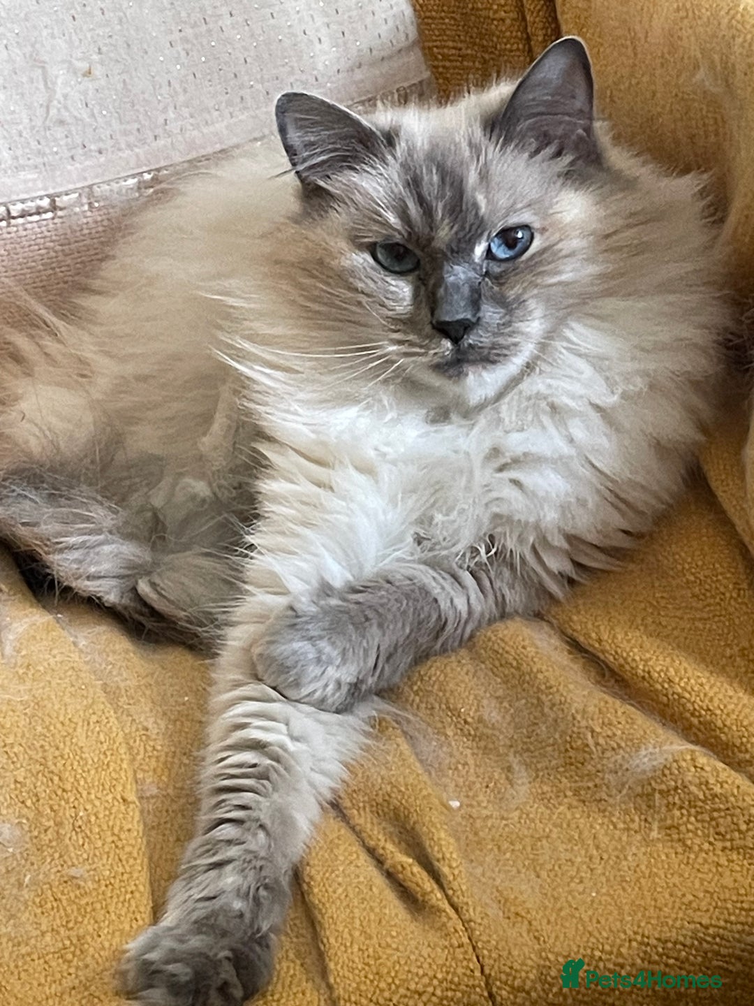 Ragdoll cats for sale: Gorgeous spayed ragdoll girl for sale - Advert 3
