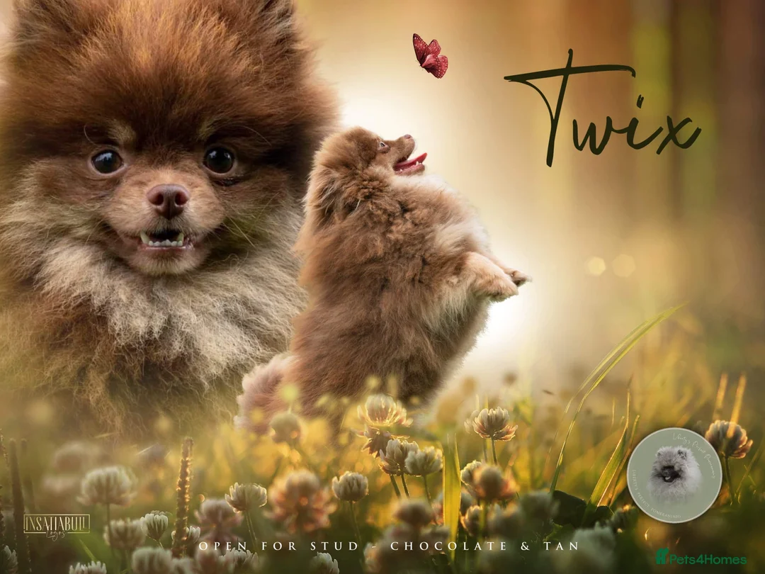 Pomeranian dogs for stud: Biggest Quality Pom StudTeam In uk  in Pontefract - Advert 9