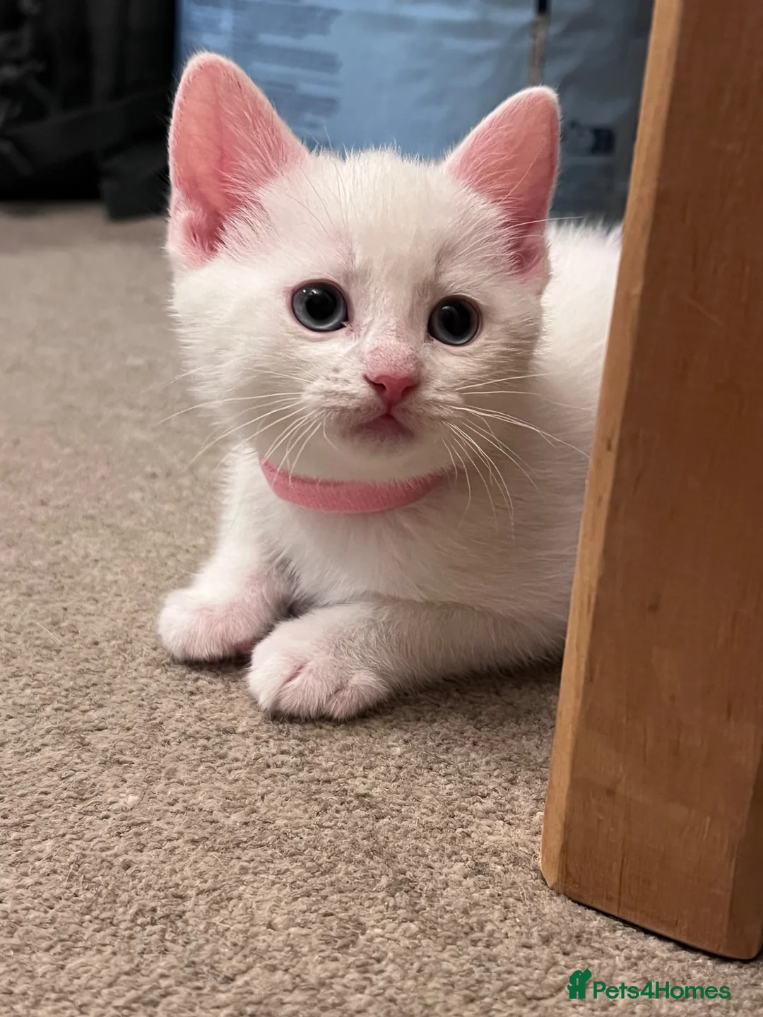 Mixed Breed cats for sale: Kittens from my Khao Manee looking for a home in Hounslow - Advert 1