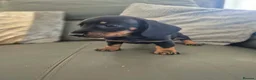 Miniature Dachshund dogs for sale: Dachshund pups - ready next week - Advert 11