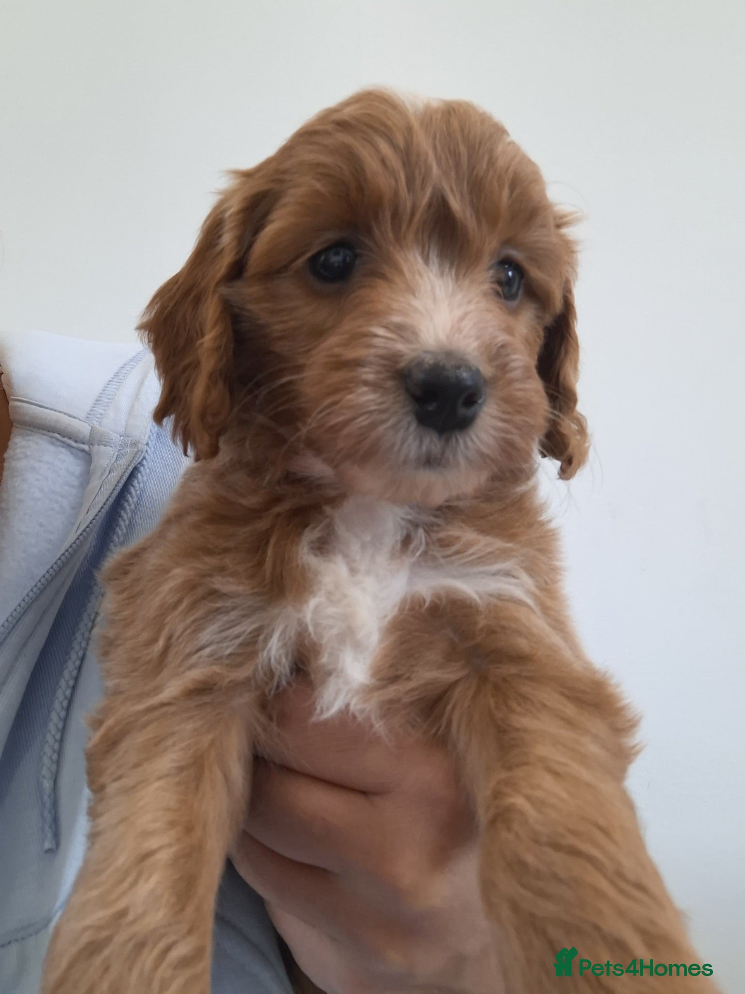 Cockapoo dogs COCKAPOO pups ready now  - Advert 1