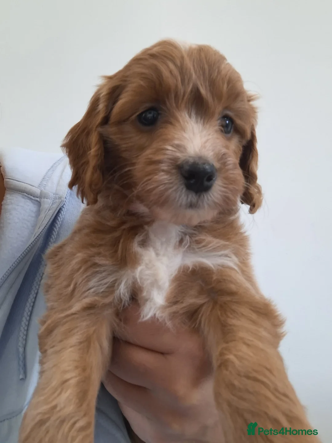 Cockapoo dogs for sale: COCKAPOO  READY NOW !!!! - Advert 1