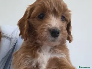 Cockapoo dogs COCKAPOO pups ready now - Advert 1