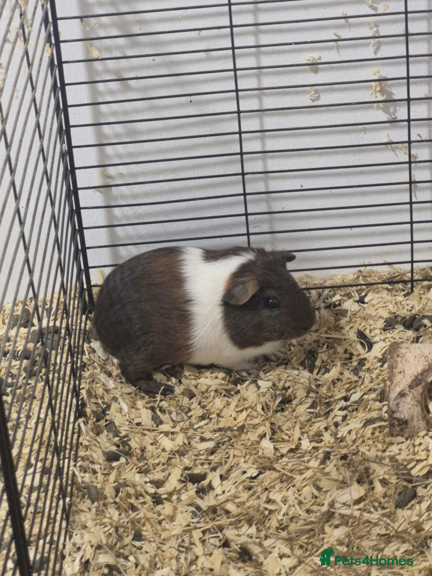 Guinea Pig rodents Sows and Boars ready now! - Advert 4