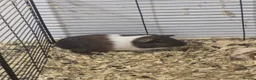 Guinea Pig rodents for sale: Sows and Boars ready now! - Advert 1