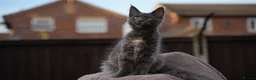 Maine Coon cats for sale: XL Pedigree Maine coon kittens - Advert 22