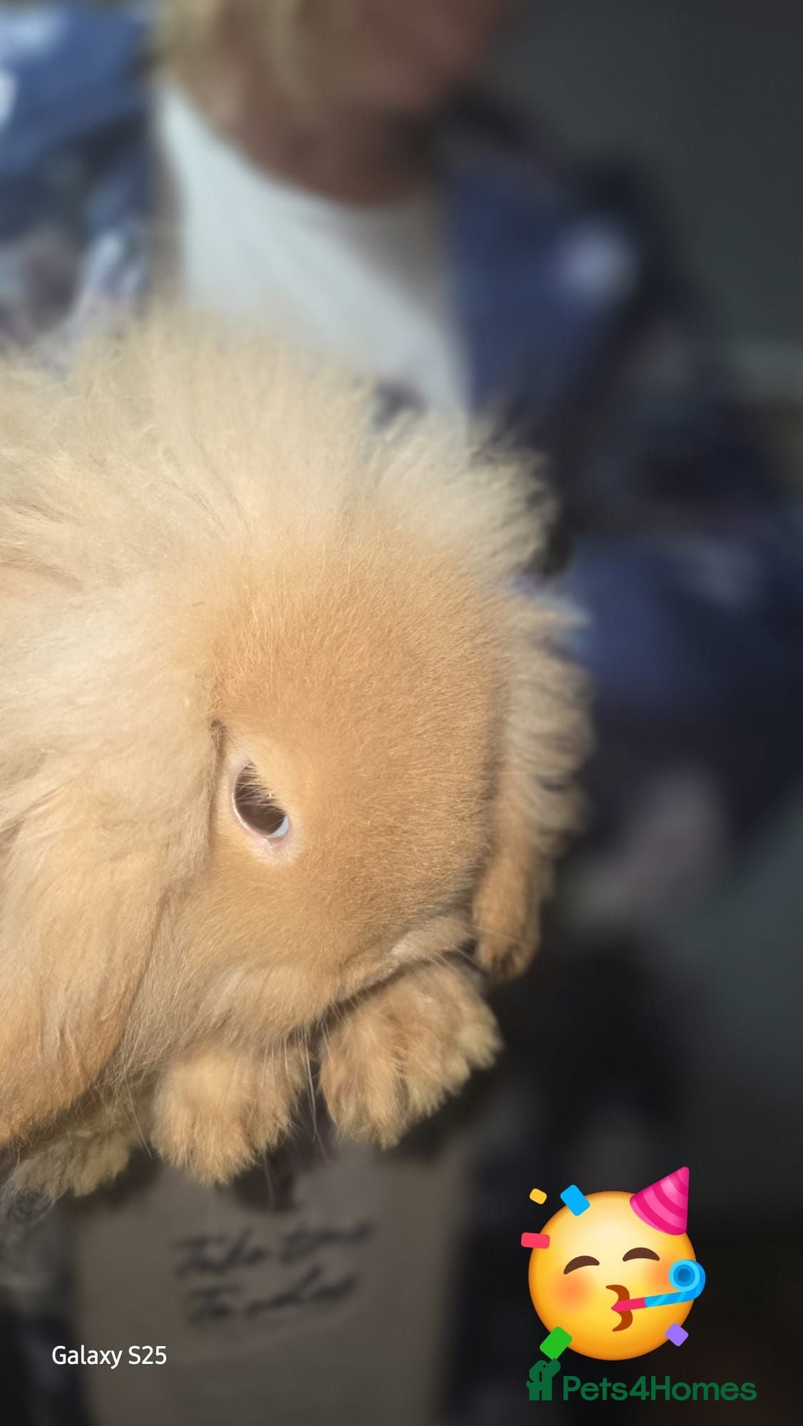 Lionhead rabbits Rabbits  - Advert 9