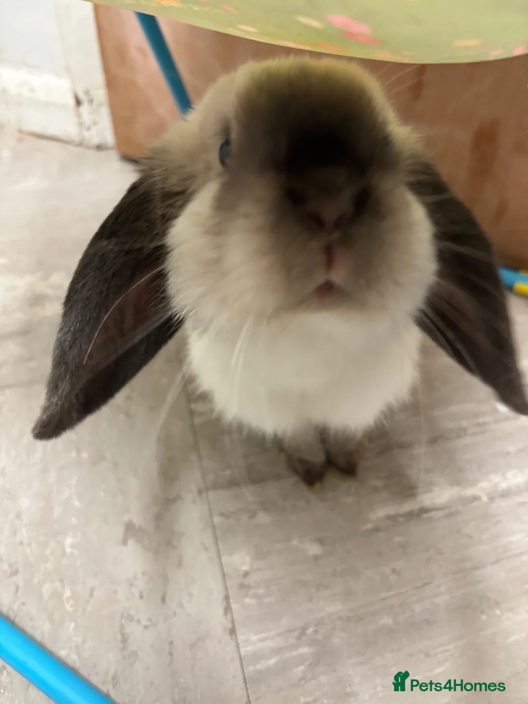Mini Lop rabbits for sale: Sable point friendly and cuddly  mini lop.  - Advert 1