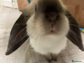 Mini Lop rabbits Sable point friendly and cuddly mini lop. - Advert 1
