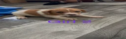 Jack Russell dogs for sale: Jack Russell puppy’s  - Advert 6
