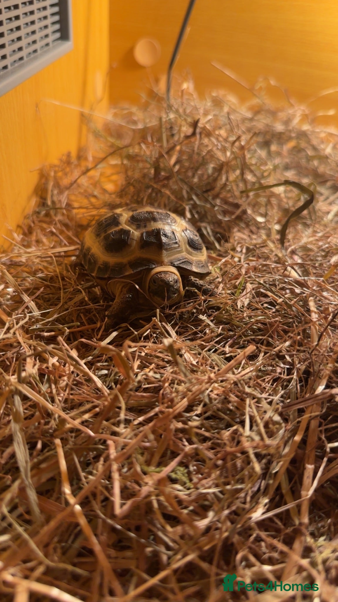 Tortoise reptiles Horse field tortoise - Advert 1