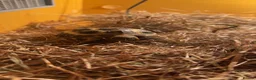 Tortoise reptiles for sale: Horse field tortoise in Kirkcaldy - Advert 1