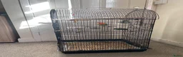 Lovebirds birds for sale: Lovebird comes with everything in the cage in Yeovil - Advert 3