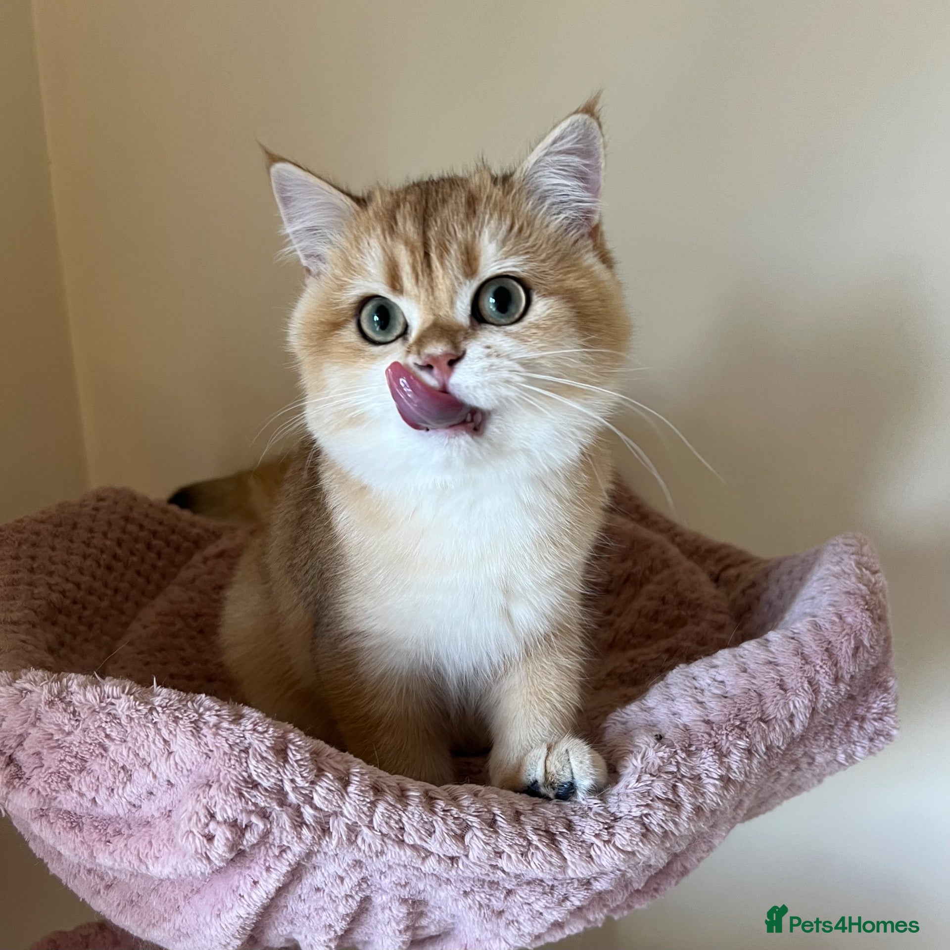 British Shorthair cats for sale: Gorgeous Blue and Black Golden British Shorthairs  - Advert 1
