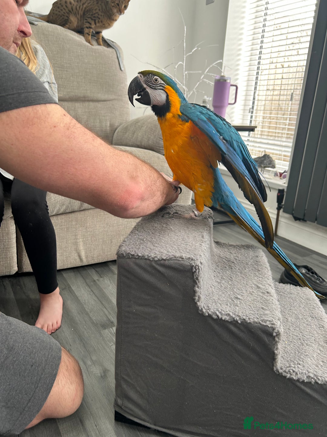Macaws birds for sale: 6yr old Blue/Gold Wing Macaw  - Image 20
