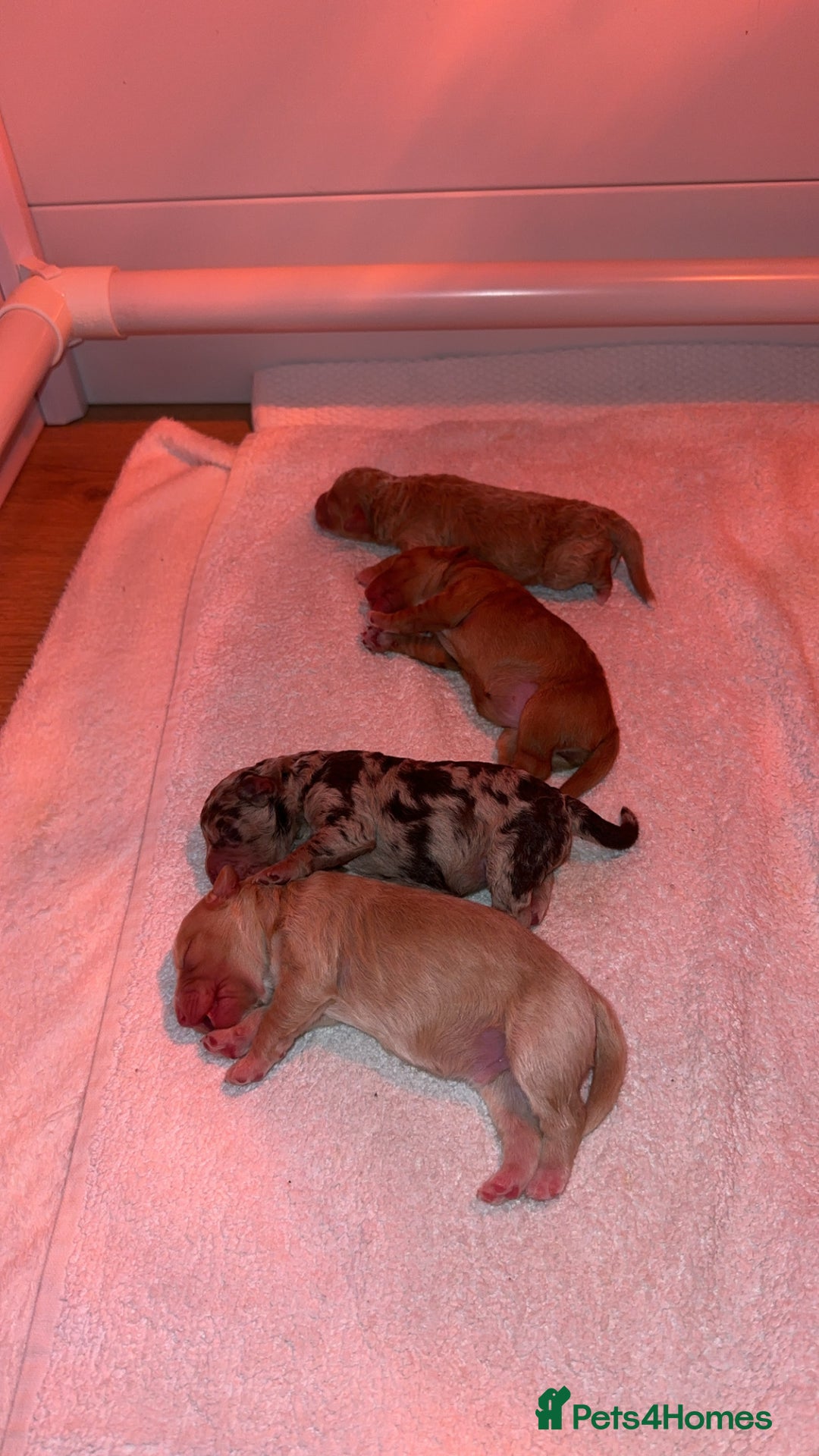 Cavapoo dogs for sale: F1B Cavapoo Puppies - Advert 9
