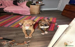 Mixed Breed dogs for sale: Gorgeous family pets are having a litter - Presa X - Image 6