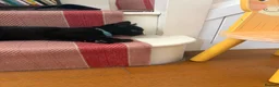 Mixed Breed cats for sale: Lovely kitten 🐈‍⬛  in Kidlington - Advert 9