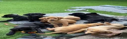 Labrador Retriever dogs for sale: Gorgeous Back & Yellow Pedigree Labradors  - Advert 2