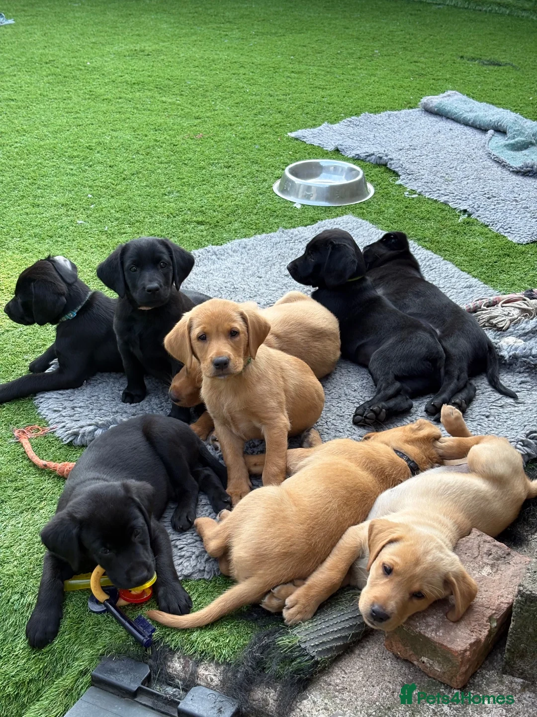 Labrador Retriever dogs for sale: Gorgeous Back & Yellow Pedigree Labradors  - Advert 2