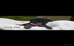 Bordoodle dogs for sale: GOLD STANDARD HIGH HEALTH COLLIPOO PUPPIES 🌟 - Image 7