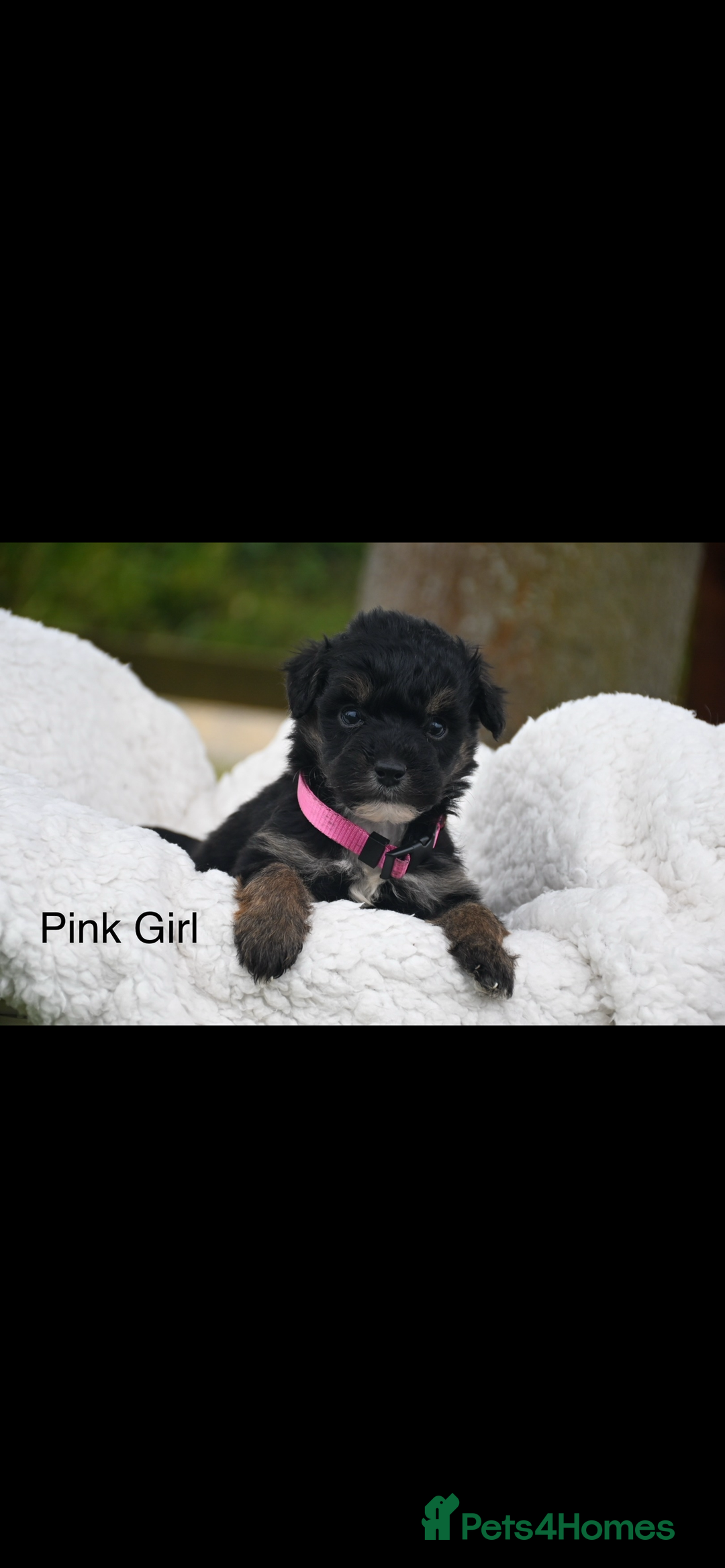 Bordoodle dogs for sale: GOLD STANDARD HIGH HEALTH COLLIPOO PUPPIES 🌟 - Image 7