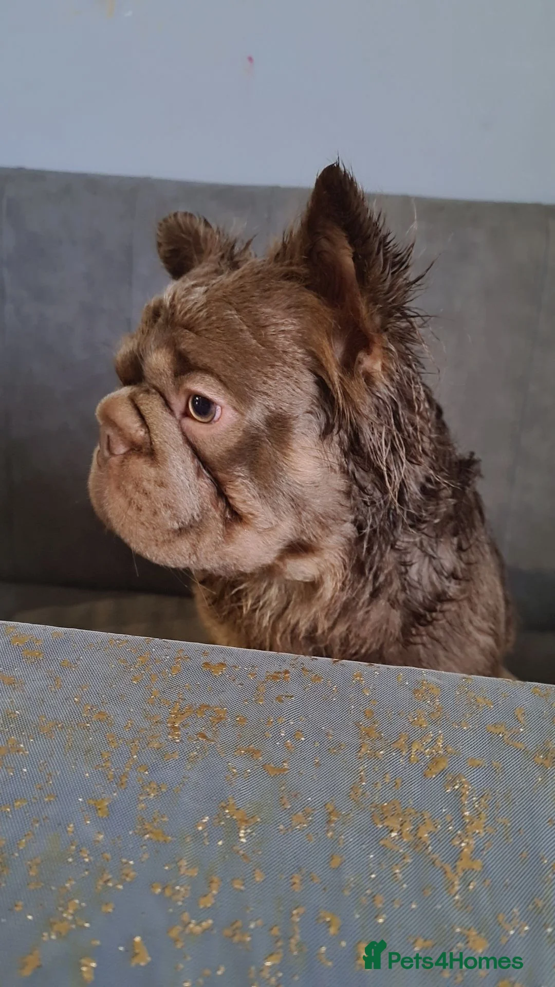 French Bulldog dogs for sale: Male Fluffy Frenchie in Halifax - Advert 6