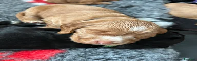 Sprocker 1
