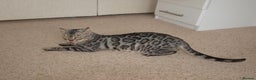 Bengal cats for sale: Stunning Silver Rosetted Bengal - Advert 2