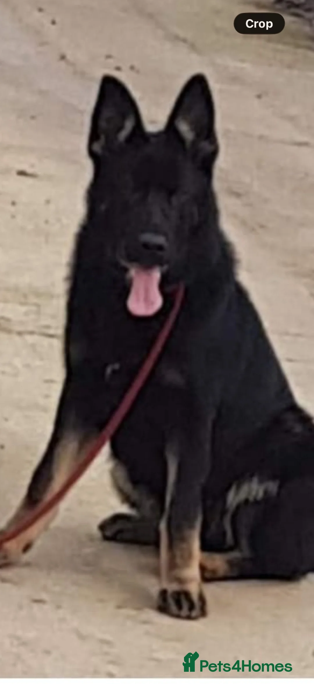German Shepherd dogs for sale: Beautiful Czech German shepard in Newport - Advert 3