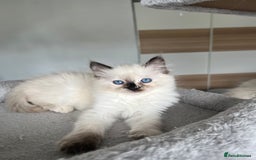 Ragdoll cats for sale: Registered Ragdoll kittens LAST GIRL HCM/PKD clear - Image 26