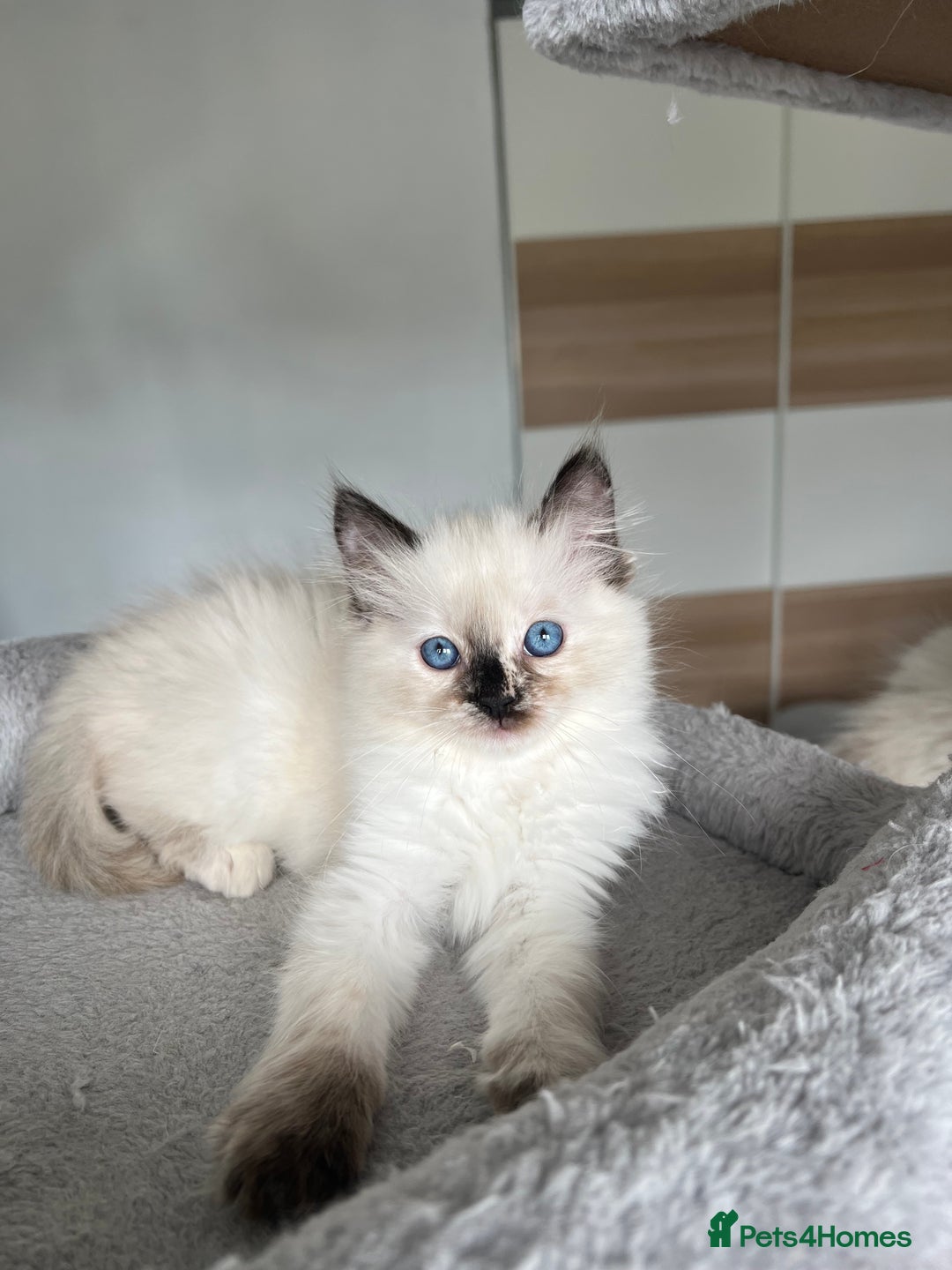 Ragdoll cats for sale: Registered Ragdoll kittens LAST GIRL HCM/PKD clear - Image 26
