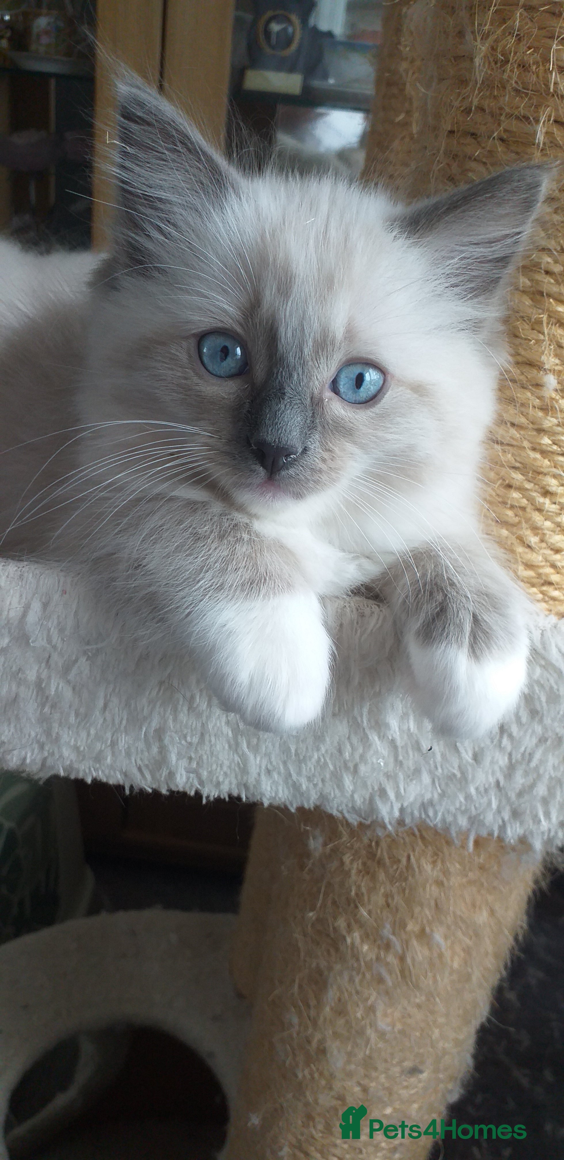 Ragdoll cats Beautiful Ragdoll Kittens - Advert 1