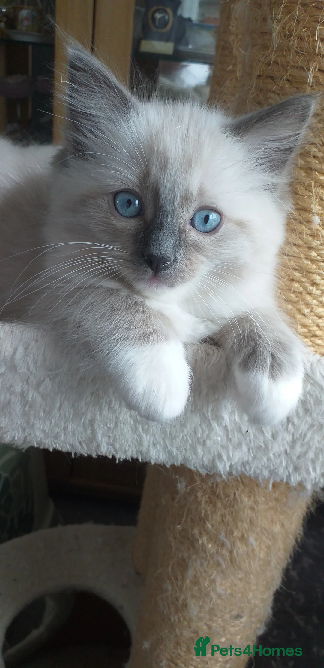 Ragdoll cats for sale: Beautiful Ragdoll Kittens - Advert 1